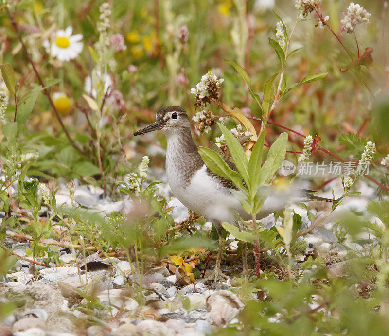 普通鹬(Actitis hypoleucos)